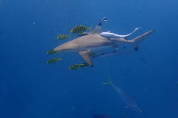 帕劳浮潜一次大概多少钱,帕劳浮潜穿泳衣还是泳裤