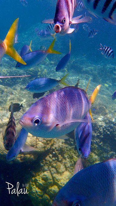 帕劳浮潜一次大概多少钱,帕劳浮潜穿泳衣还是泳裤