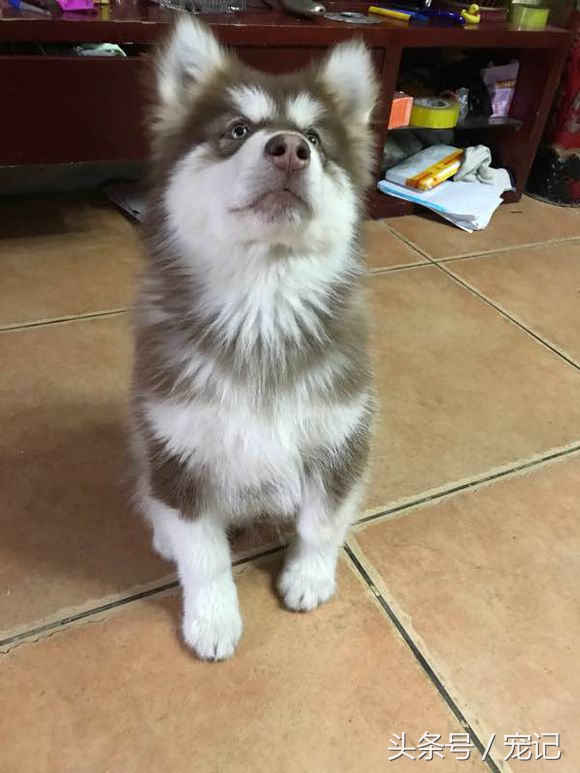 花1300买只哈士奇，店家说这是花脸哈士奇，脸不花不拆家包退！