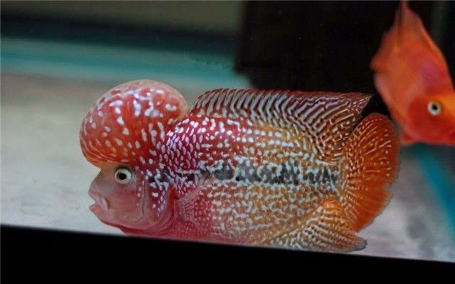 罗汉是不是不会死,罗汉真的很可怕吗