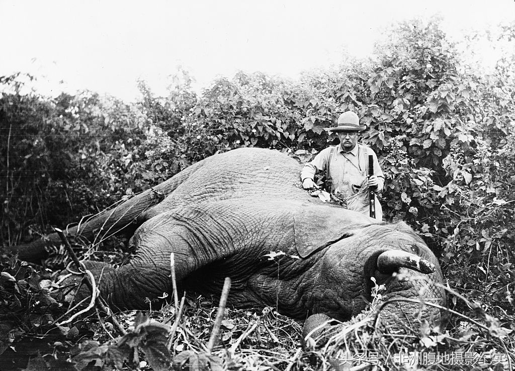 和动物打成一片的总统，枪杀了11397只动物，专家编目8年