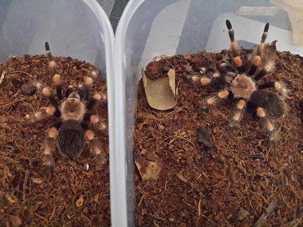 震惊世界的奇葩宠物,外国人养的奇葩宠物