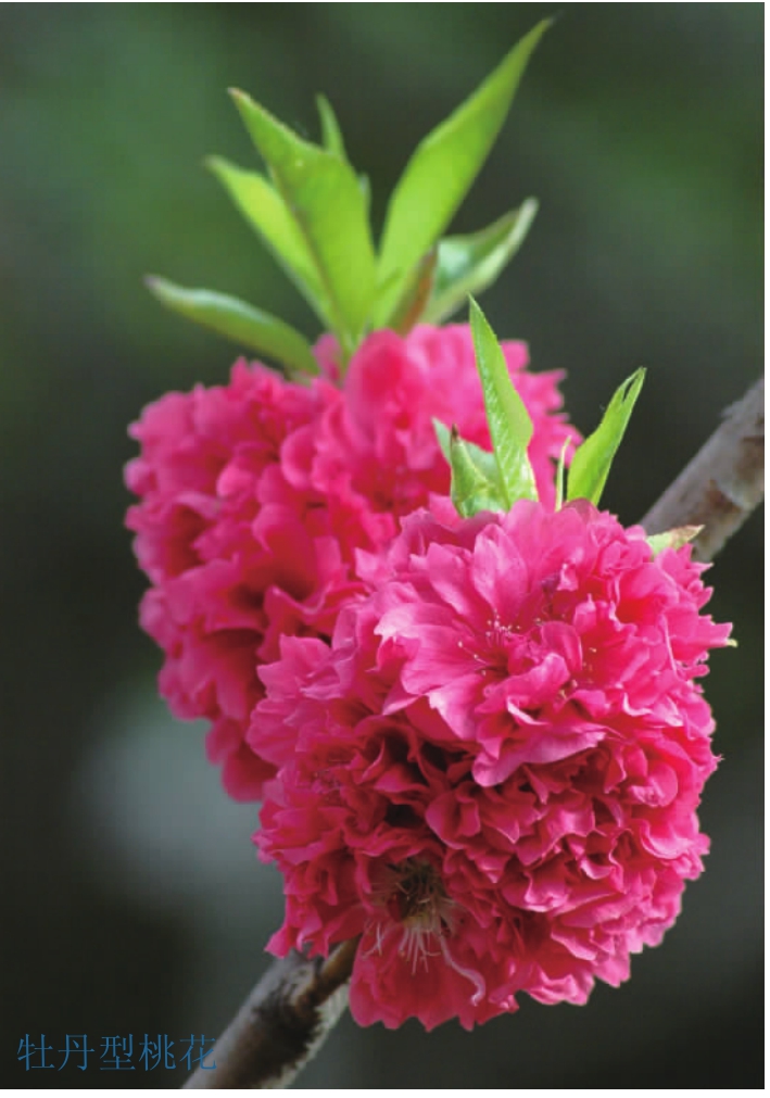 观赏桃花树盆栽种植方法,观赏桃花怎样扦插繁殖