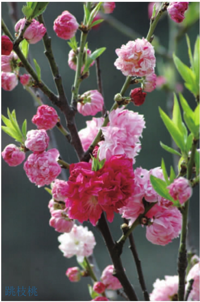 观赏桃花树盆栽种植方法,观赏桃花怎样扦插繁殖