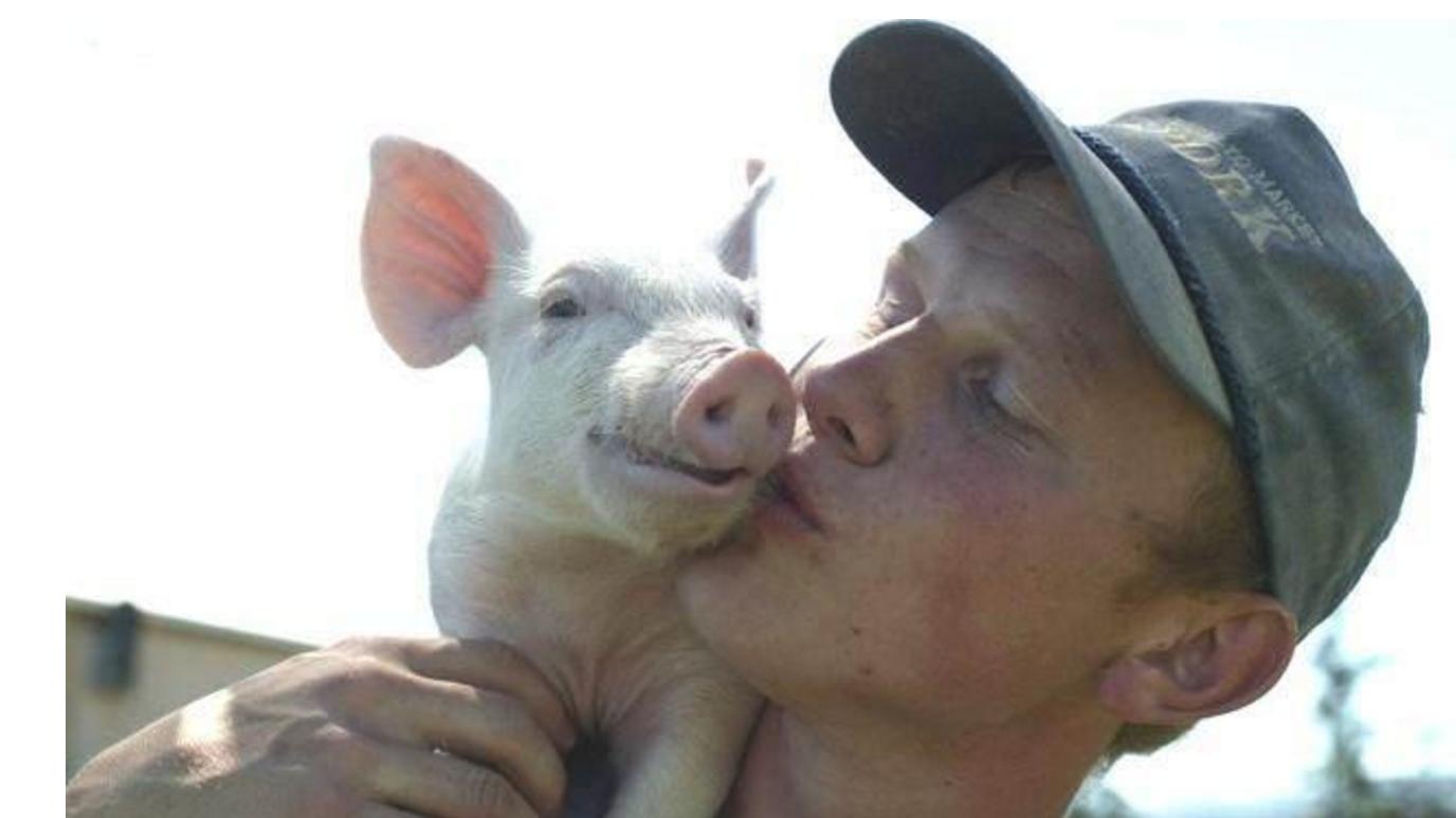 育肥猪39度无症状不吃,育肥猪不吃料不发烧没精神