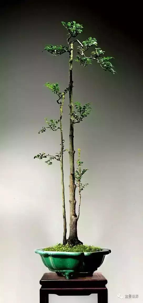 黑骨香盆景,黑骨香盆景造型视频大全