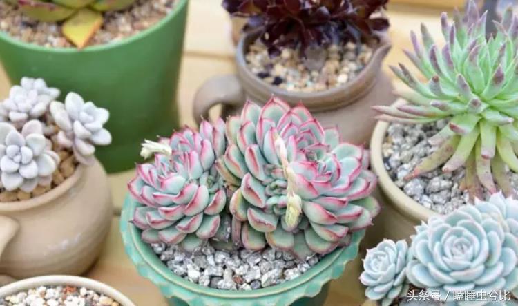颗粒土和营养土哪个养多肉好,养多肉用什么土和什么肥料