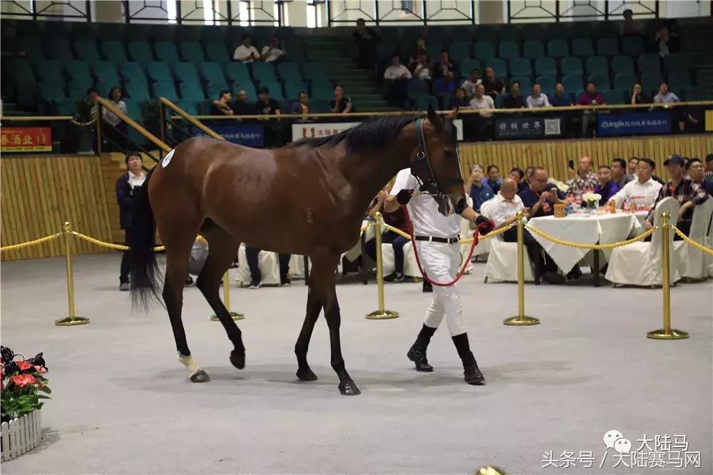 均价超30万，总成交价1300万！半数新马主成玉龙纯血马拍卖会主力