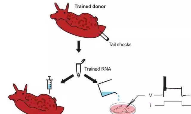老年痴呆摔了一跤恢复记忆,老年痴呆患者的记忆训练