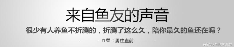 我的龙鱼王者修炼记，秘籍其实很简单