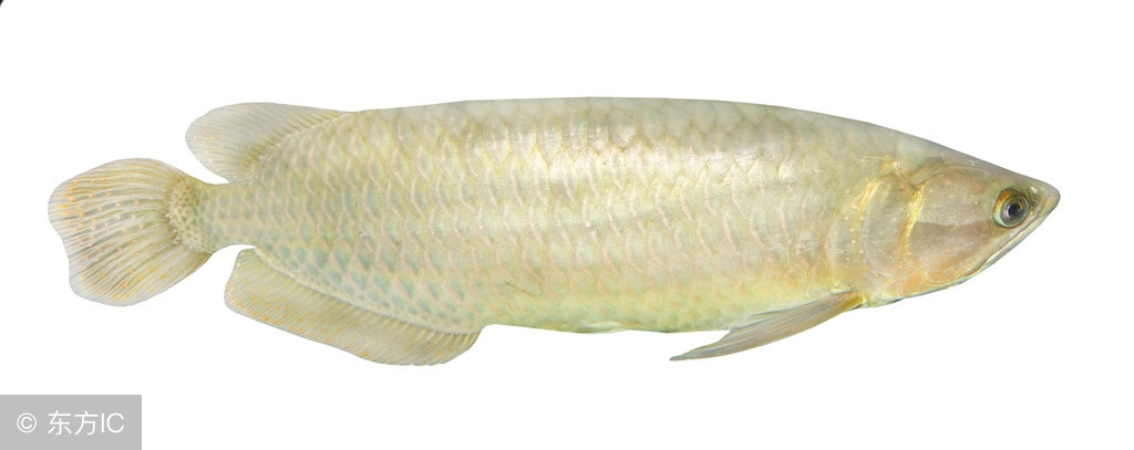 六角龙鱼怎么繁殖视频,如何饲养繁殖龙鱼