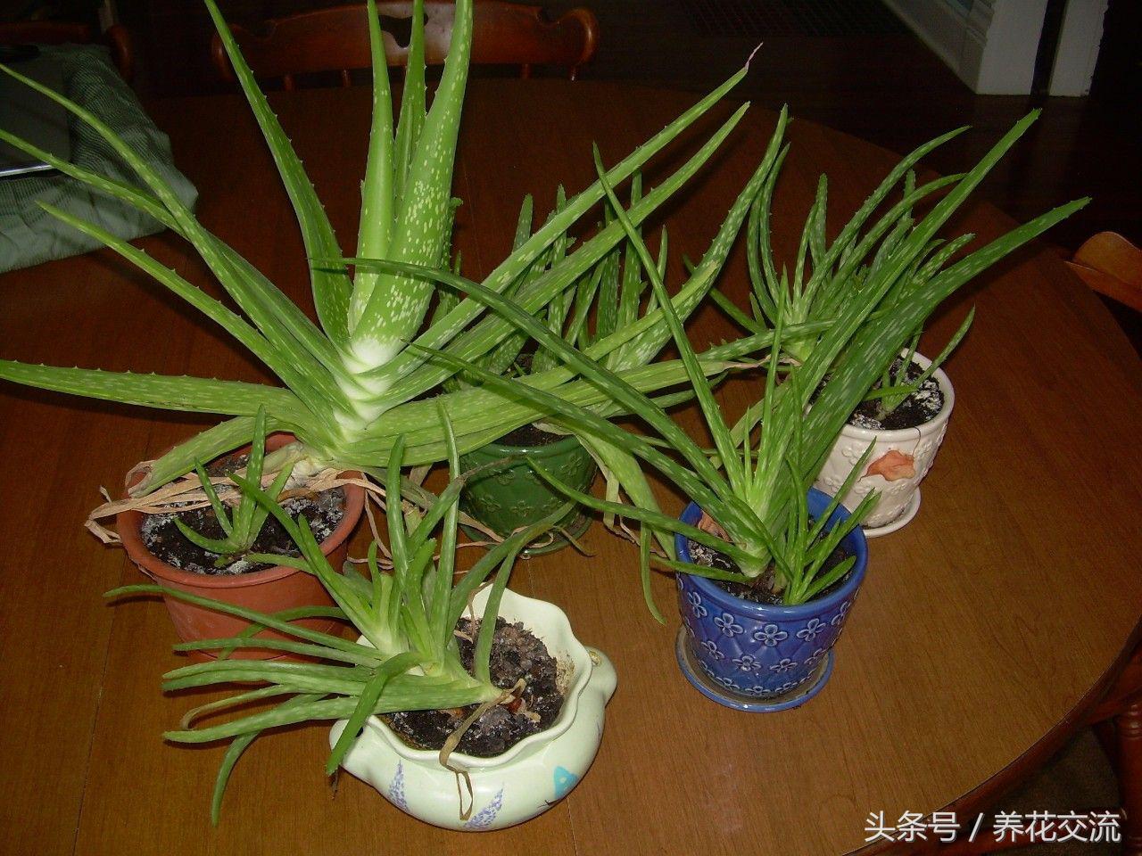 芦荟常见病虫害防治,芦荟有病虫害吗