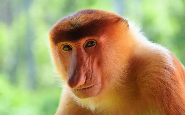 婆罗洲最神奇的探秘之旅,婆罗洲雨林探险
