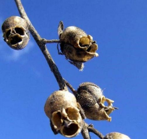 鬼吹灯最可怕的花,鬼吹灯最震撼的花