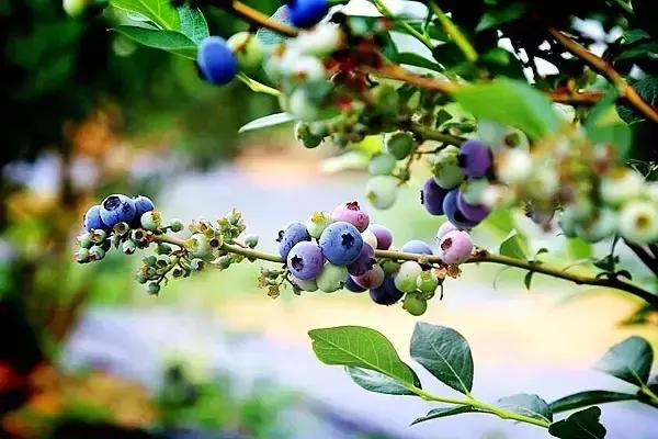 最新蓝莓采摘,蓝莓基地怎么采摘蓝莓