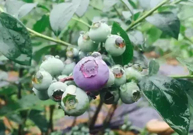 最新蓝莓采摘,蓝莓基地怎么采摘蓝莓