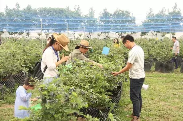 最新蓝莓采摘,蓝莓基地怎么采摘蓝莓