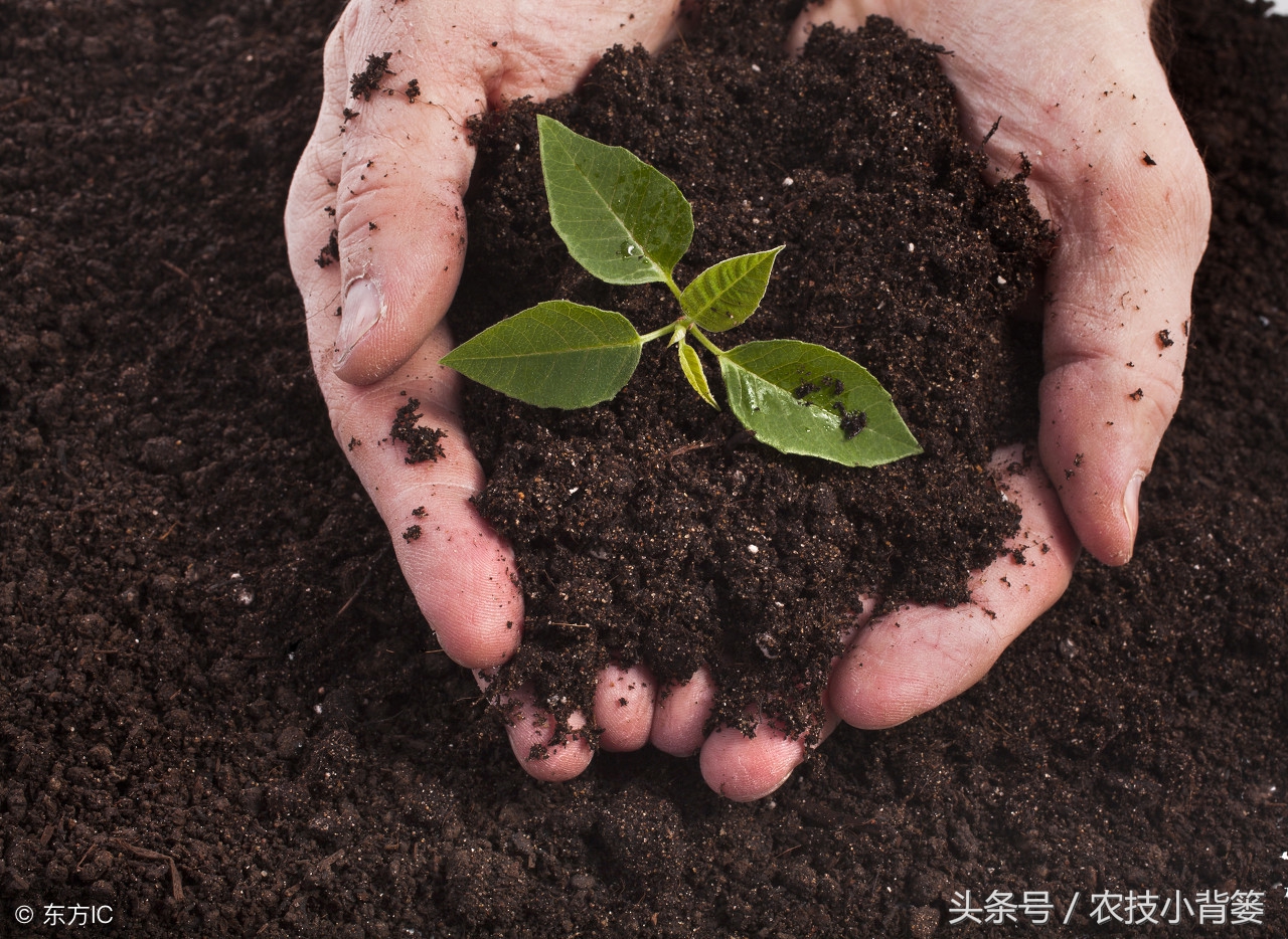 怎么看土壤是酸性还是碱性,怎么看出来土地的酸碱性