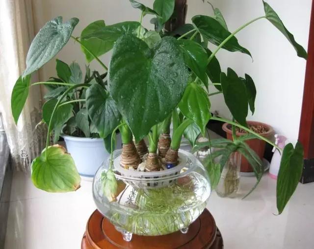 水培滴水观音怎么养才能旺盛,横式滴水观音土培养殖方法