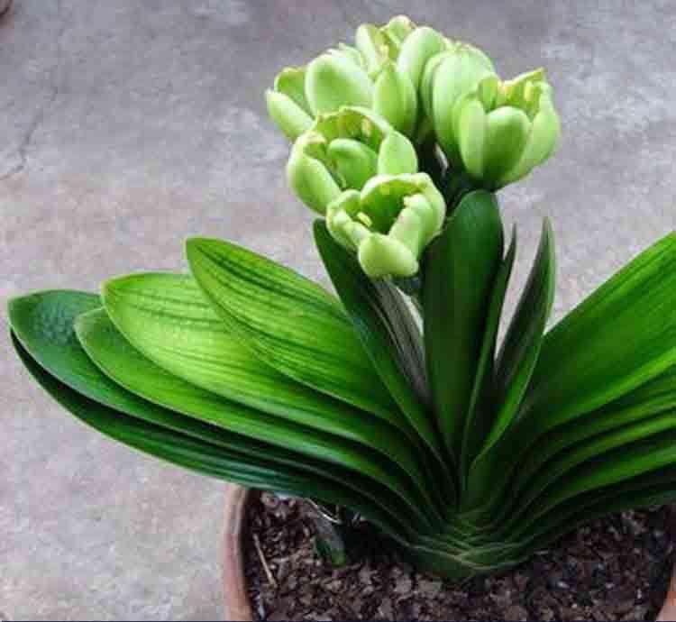 君子兰夹箭用鸡蛋能长出花箭吗,发现君子兰夹箭把花箭剪掉可以吗