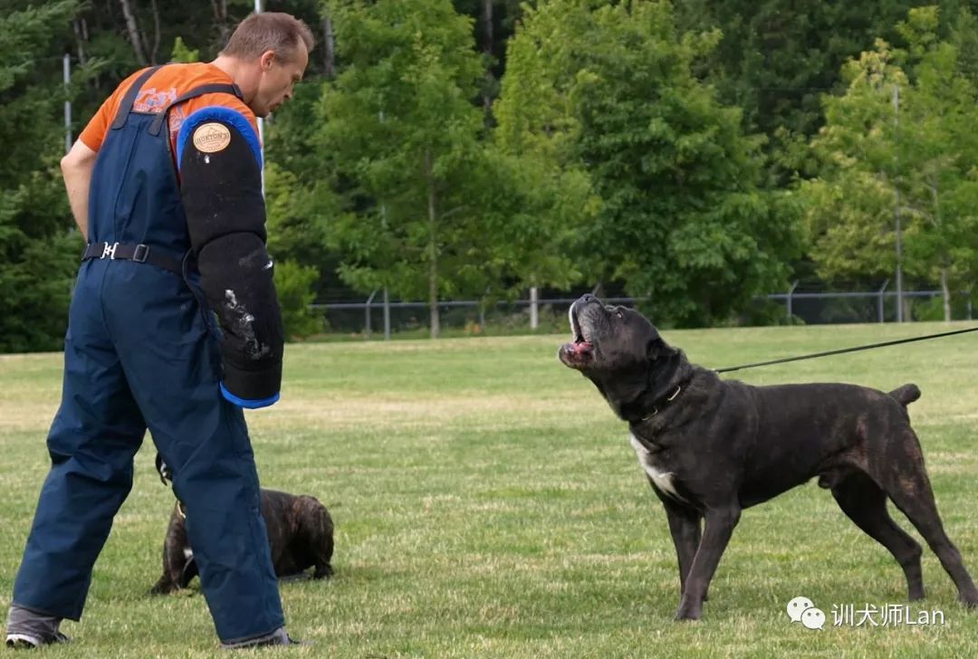成年卡斯罗犬凶猛图,卡斯罗犬看家好吗