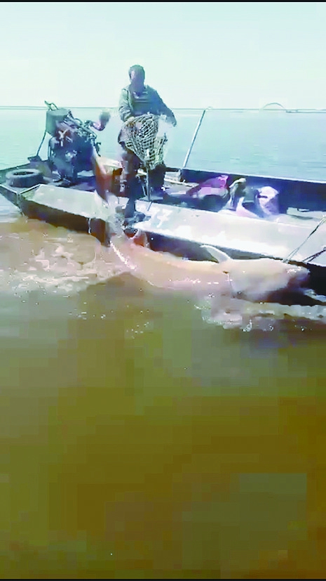 黑龙江1000斤达氏鳇,一千斤达氏鳇