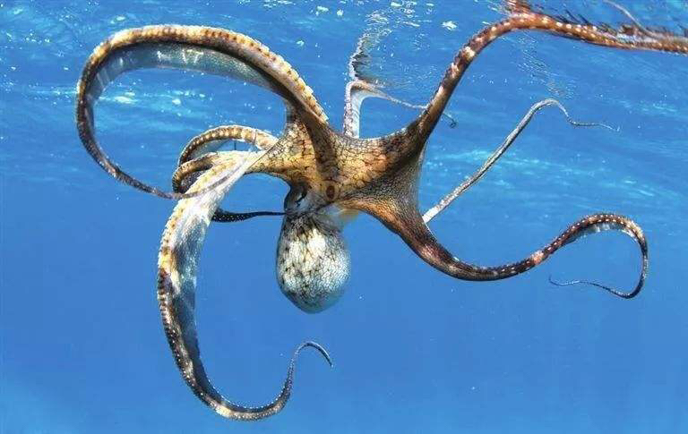 科学家认为章鱼可能是外星物种 (章鱼有可能是外星人)