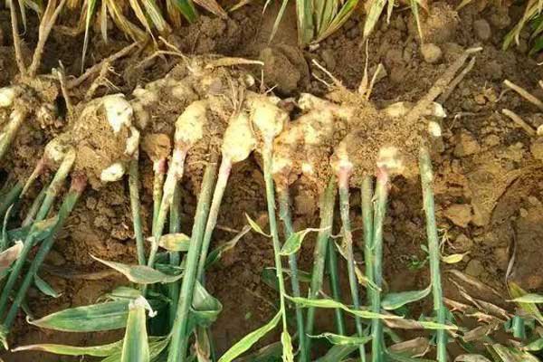 生姜露天种植方法生姜苗期管理,生姜出苗后的管理方法和技术