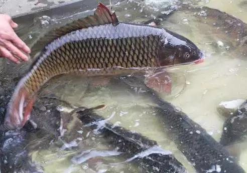 黑龙江省的鳇鱼,中国黑龙江的鳇鱼