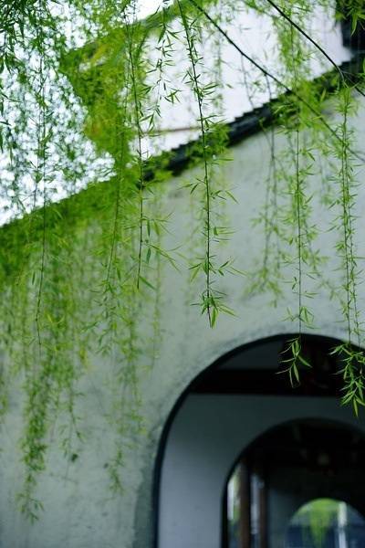 描写杨柳的诗句有哪些六年级下册,描写杨柳景色的优美句子