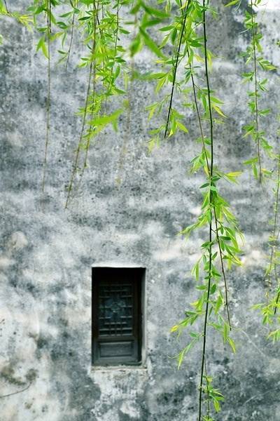 描写杨柳的诗句有哪些六年级下册,描写杨柳景色的优美句子