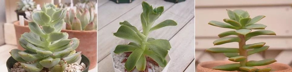 多肉宝珠徒长了怎么办,多肉徒长的原因及处理