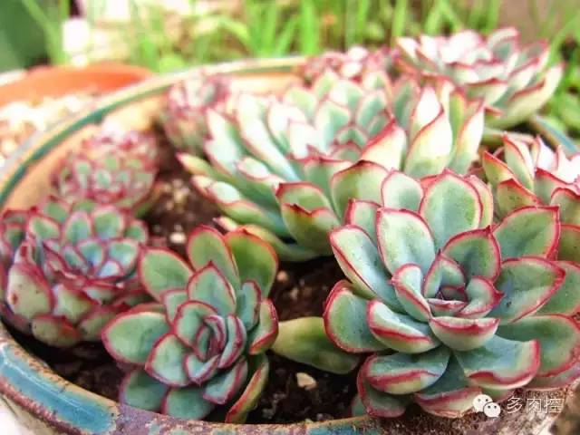 多肉宝珠徒长了怎么办,多肉徒长的原因及处理