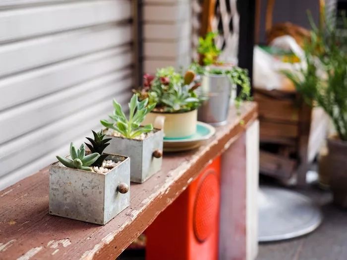 多肉宝珠徒长了怎么办,多肉徒长的原因及处理