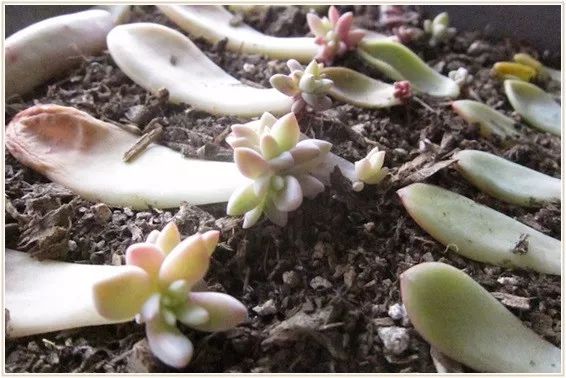 多肉宝珠徒长了怎么办,多肉徒长的原因及处理