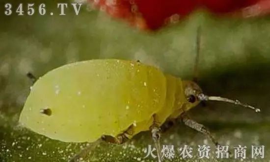 地下害虫的主要防治措施是什么,地下害虫和地面害虫怎样防治