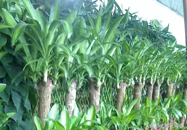 巴西木龙血树的辨识区别和鉴赏,巴西木龙血树能长多大