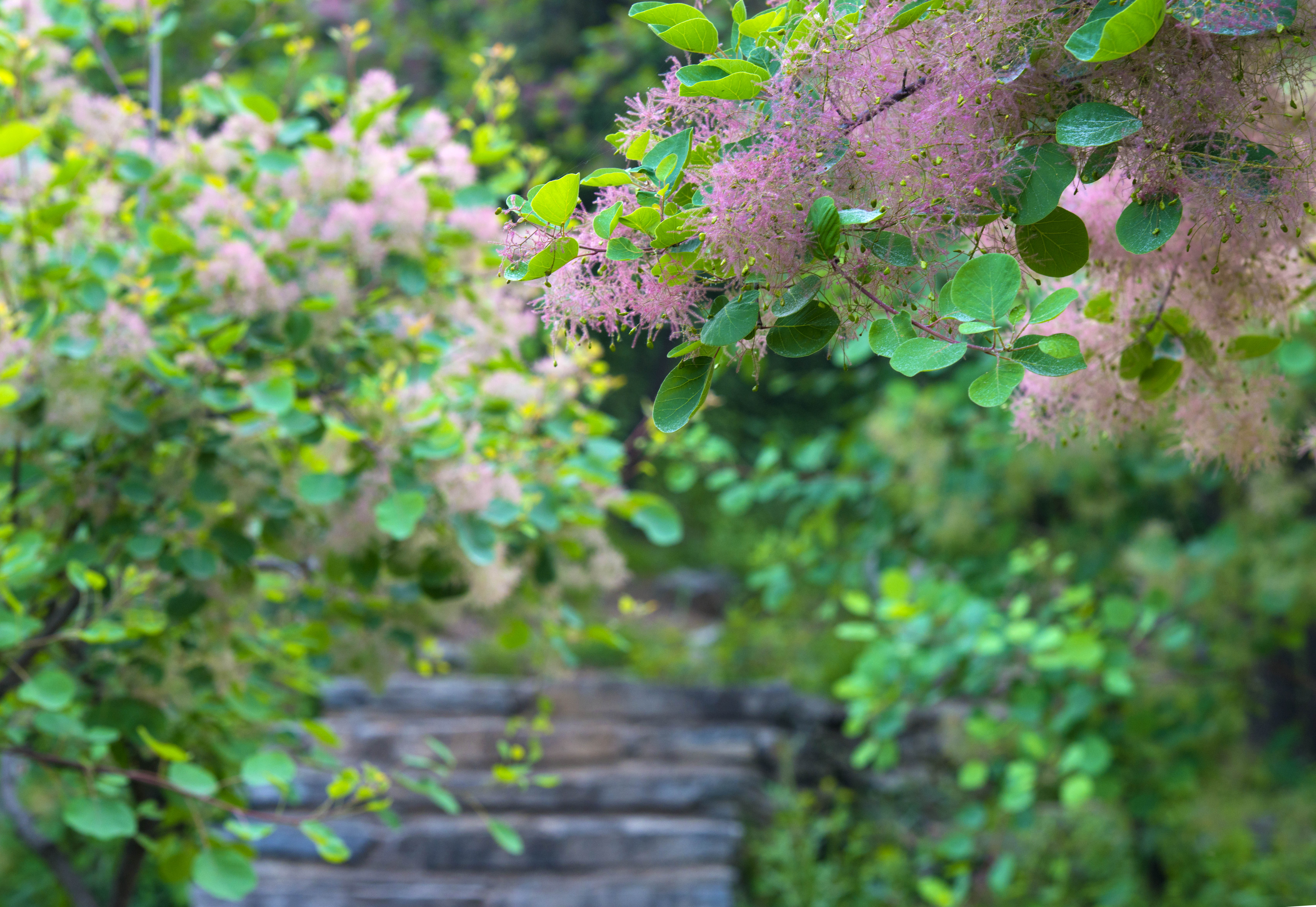 摘一簇黄栌花，把浪漫带回姥姥家，但它柔软的花身却让人不舍碰它