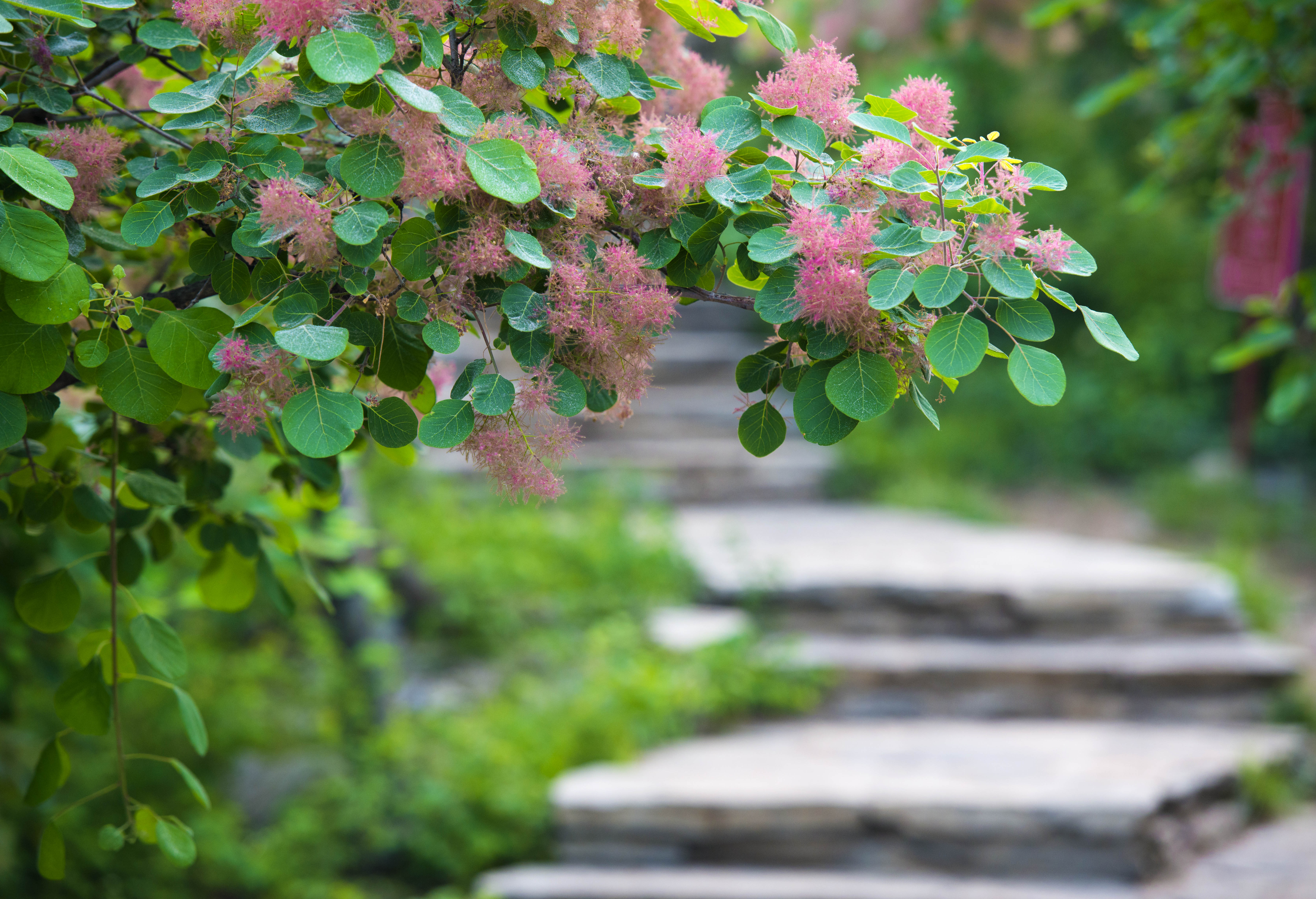 摘一簇黄栌花，把浪漫带回姥姥家，但它柔软的花身却让人不舍碰它