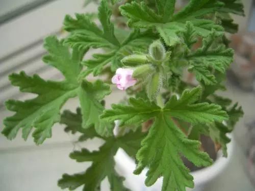 夏季你还在担心蚊虫叮咬吗,夏天你被蚊子咬了么