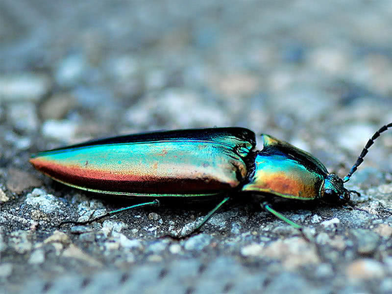 盘点小时候在农村常见的虫子,农村小时候常见的虫子