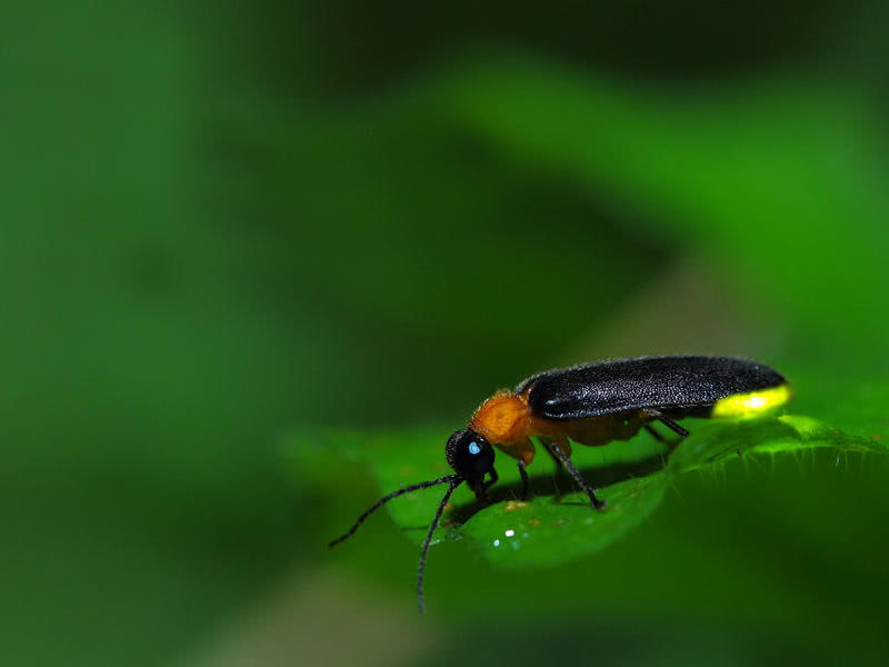 盘点小时候在农村常见的虫子,农村小时候常见的虫子