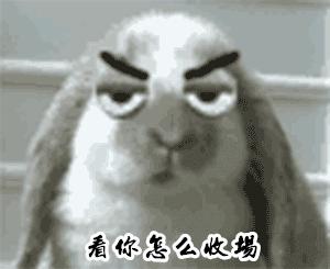 荷兰猪的智商有多可怕,任何时候都不要小瞧每一个人