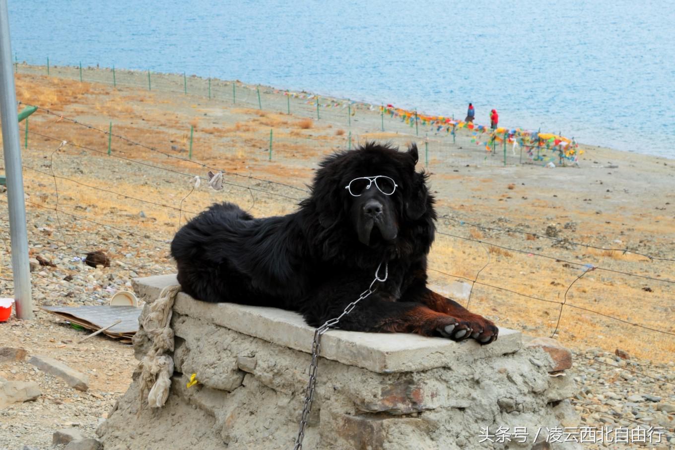 行，为寻三生三世桃花，却爱上了*藏西**的那抹蓝