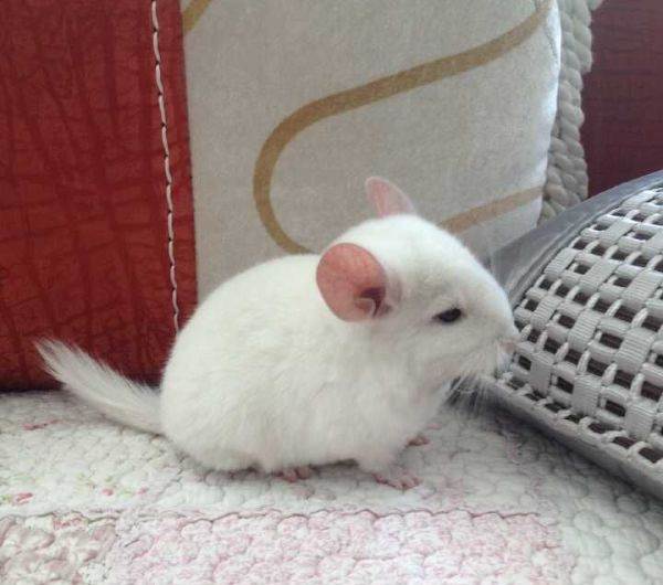 龙猫浴沙真的洗得干净吗,龙猫浴沙洗澡洗多久