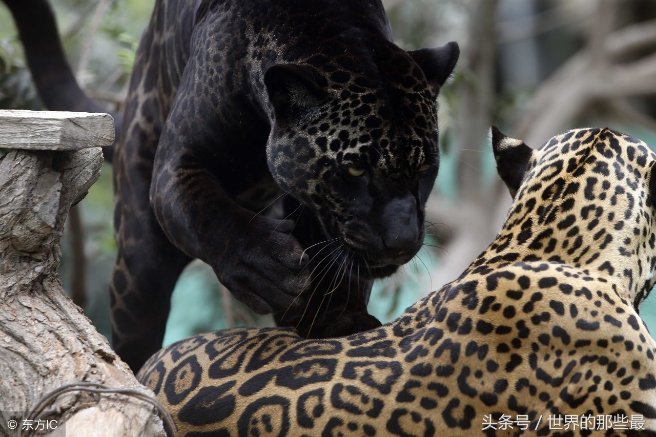 猫科前十排名,猫科最大体型排行