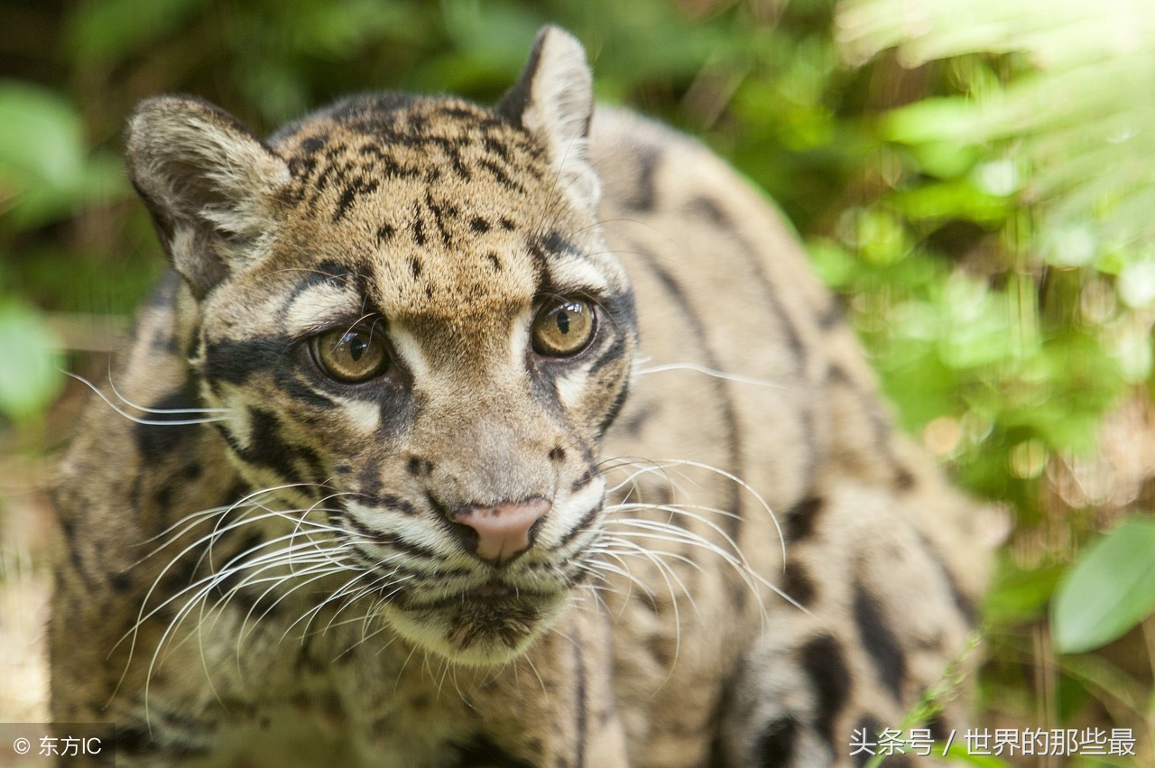 猫科前十排名,猫科最大体型排行