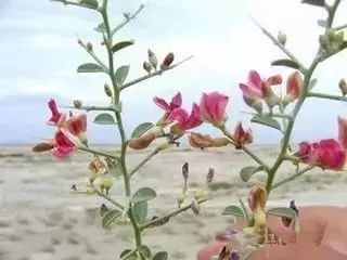 骆驼在沙漠里吃东西的视频,沙漠带刺植物骆驼吃有营养吗