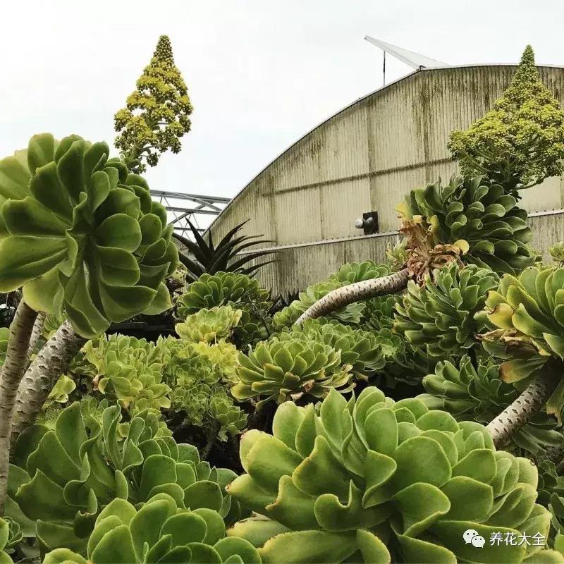 老外私家花园景观,国外多肉花园