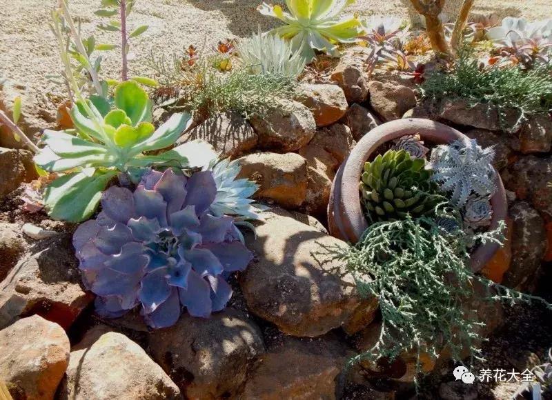 老外私家花园景观,国外多肉花园